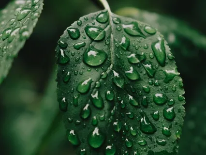 Softness Under The Rain  