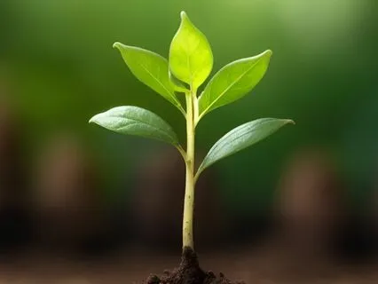 Soil - Grounding Music