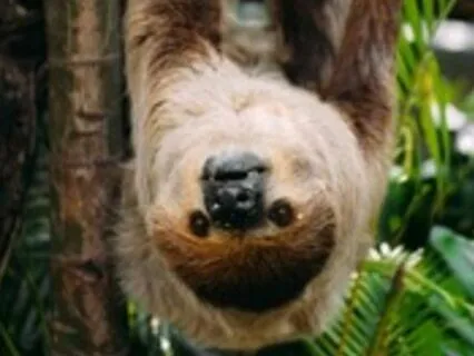 Sol The Sleepy Sloth: Children's Sleep Meditation