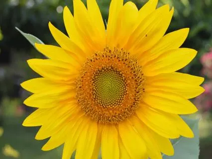 Sol-  The Sunshine Smile (Relax And Re-Energise)