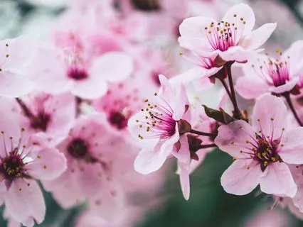 Emotional Healing Piano Music For Grief & Loss