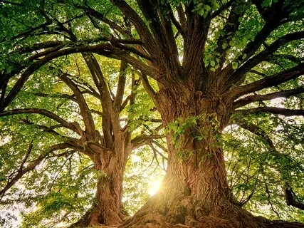 Solar Eclipse & Goddess Aine