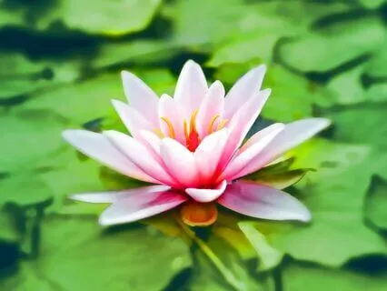 Solar Eclipse Meditation