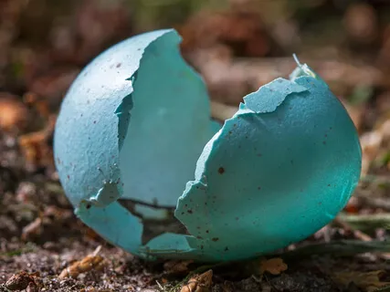 Solar Eclipse Rebirth Portal