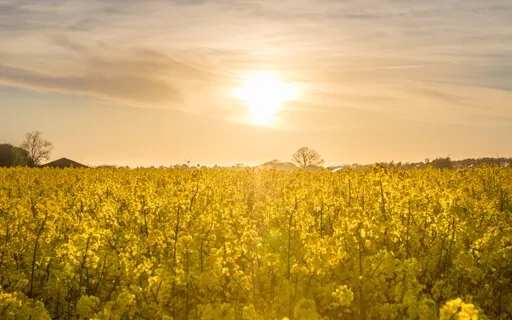 Solar Plexus 528 Hz Solfeggio Frequency Healing Meditation