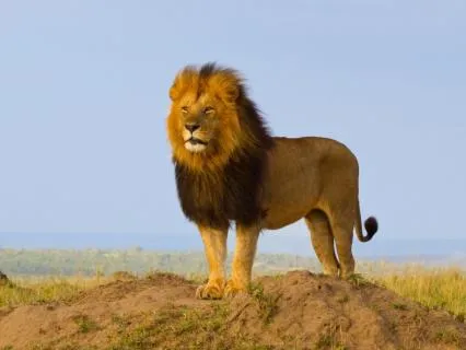 Solar Plexus Affirmation For Self-Leadership