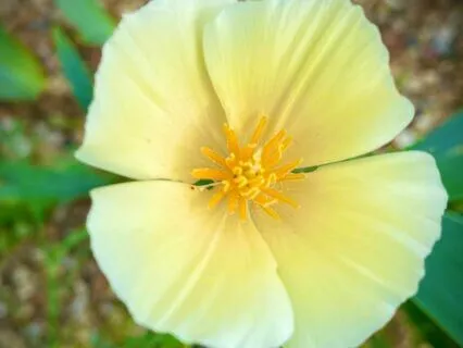 Solar Plexus Chakra: 528 Hz Music, I Will