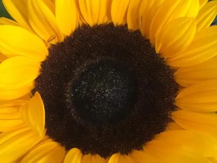 Solar Plexus Chakra Affirmations