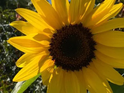 Solar Plexus Chakra Bloom - Confidence & Purpose