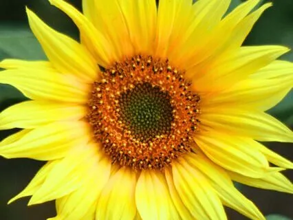 Solar Plexus Chakra Cleanse: Confidence, Power, & Digestion