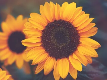 Solar Plexus Chakra Activation | Crystal Singing Bowl 432Hz