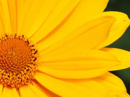Solar Plexus Chakra: Embody Your Power