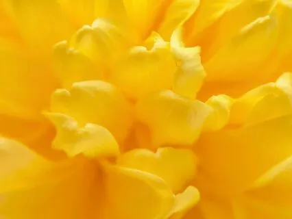 Solar Plexus Chakra Healing – Confidence, Authenticity & Joy