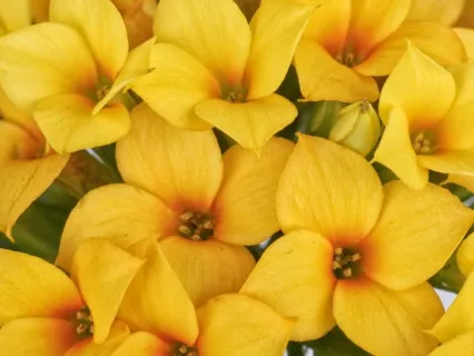 Solar Plexus Chakra Healing EFT Tapping Meditation