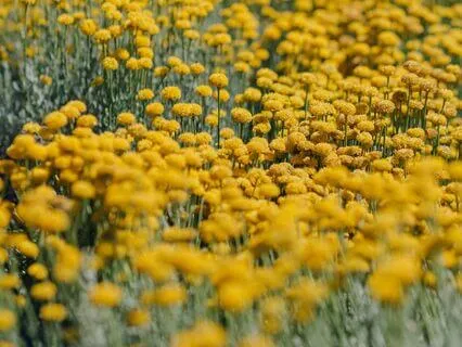 Solar Plexus Chakra/Manipura Healing (528 Hz)