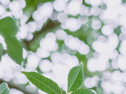 Heart Chakra/Anahata Healing (639Hz)