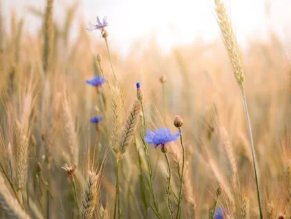 Solar Plexus Chakra Meditation