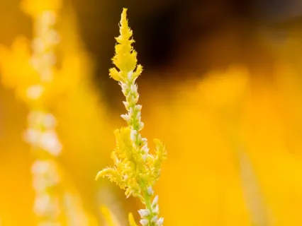 Solar Plexus Chakra Meditation