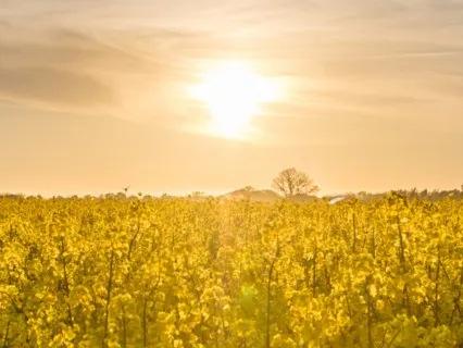 Solar Plexus Chakra Meditation, Affirmations & Bija Mantra