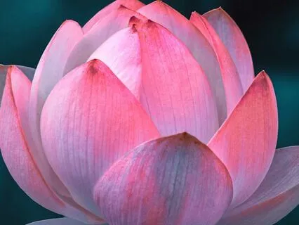 Solar Plexus Chakra Meditation- Aligned Action