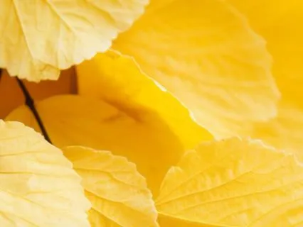 Solar Plexus Chakra Meditation | The Path To Financial Calm