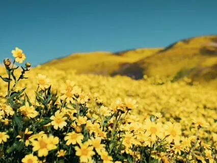 Solar Plexus Chakra Meditation