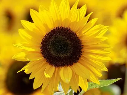 Solar Plexus Chakra Meditation