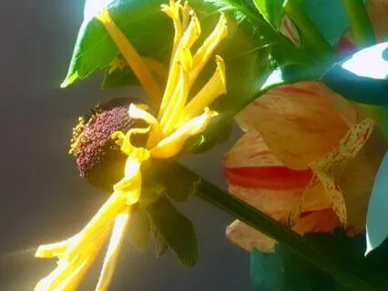 Solar Plexus Chakra Reiki Healing Meditation