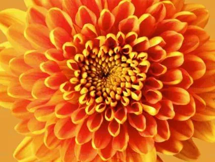 Solar Plexus Chakra Solar Plexus Chakra For Women