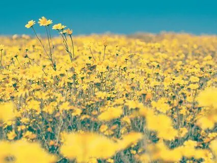 Solar Plexus Chakra - Tibetan Bowls & Planetary Frequencies