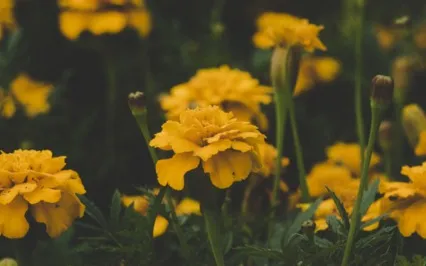 Solar Plexus Guided Meditation