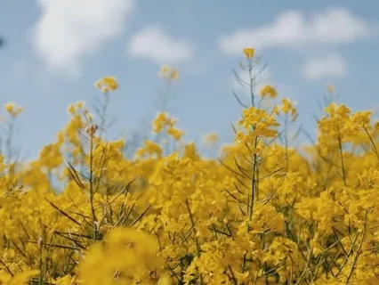 Solar Plexus Meditation