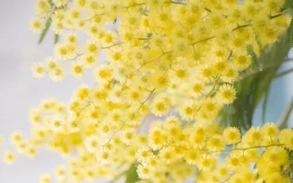 Solar Plexus Healing Meditation