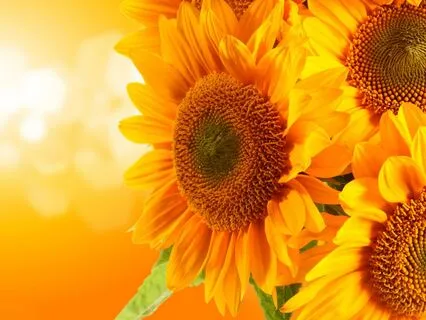 Solar Plexus Magic: Confidence