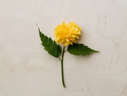 Solar Plexus Meditation