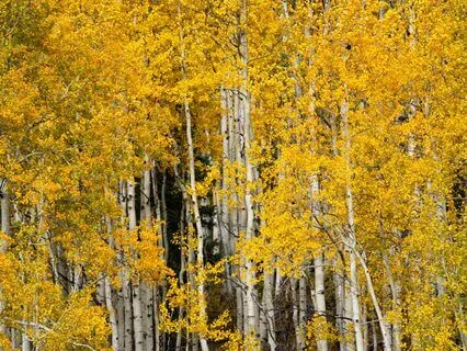 Solar Plexus Shining