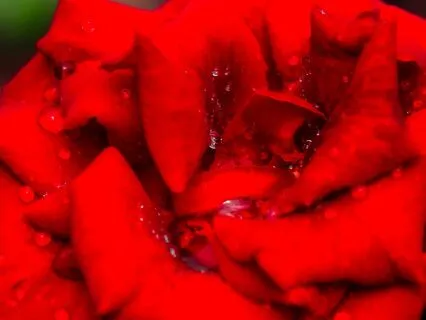 Sole Creator Meditation