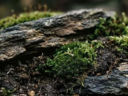 Solfeggio Grounding – Rooted & Calm