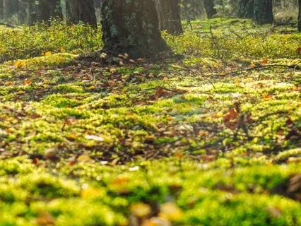 Solfeggio Sound Meditation For Grounding