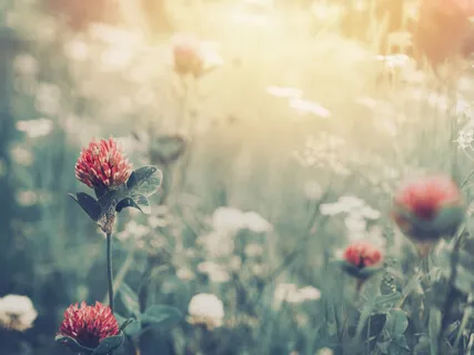 Solfeggio Tonal Music - 528Hz