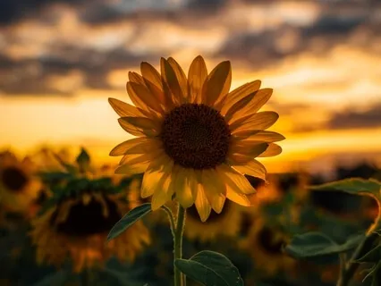 Solis - Morning Focus Meditation