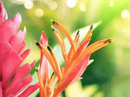 Solitude Break For Stress & Overwhelm (Female)