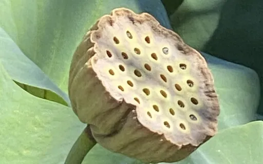 Solitude, For Now...