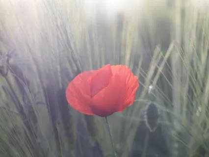 Solitude | Rumi Poem