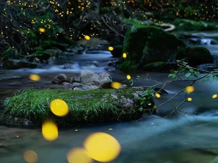 Solstice Echo: A Story To Carry The Light Forward