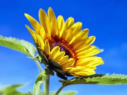 Solstício de Verão