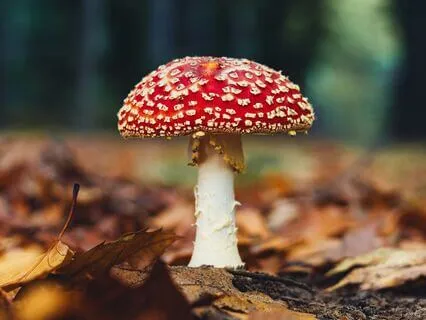 Solving The Love Problem • Phoenix Protocol