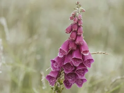 Somatic Approach To Compassion Practice