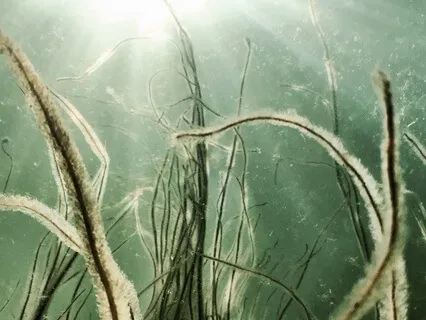 Gentle Somatic Attunement For Relaxation