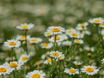 Somatic Breath Attunement: A 15-Minute Practice